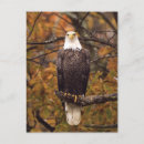 Zoek naar autumn briefkaarten Foto