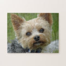 Zoek naar yorkie puzzels Puppy