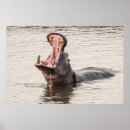 Zoek naar hippo posters Wild