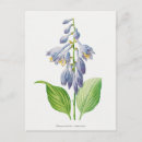 Zoek naar botanical briefkaarten Blauw
