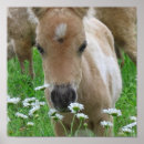 Zoek naar paard stabiele kunst Paardrijden