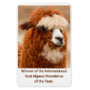 Zoek naar alpaca magneten Lama