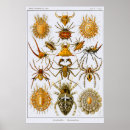 Zoek naar arachnida posters Haeckel