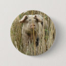 Zoek naar varken buttons Boerderij