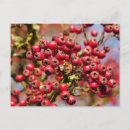Zoek naar berries briefkaarten Rood