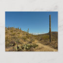 Zoek naar cactussen briefkaarten Saguaro