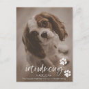 Zoek naar doge briefkaarten Hond