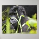 Zoek naar oeganda posters Wild