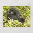 Zoek naar gorilla briefkaarten Rwanda