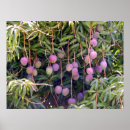 Zoek naar mango kunst Fruit