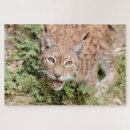 Zoek naar kawaii puzzels Kat