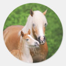 Zoek naar grappige paarden stickers Voor kinderen
