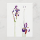 Zoek naar iris tekening posters Elk persoon