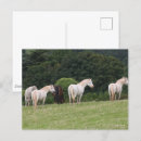 Zoek naar ponies briefkaarten Ras