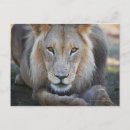 Zoek naar panthera leo briefkaarten Horizontaal
