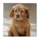 Zoek naar schaats tegels Puppy