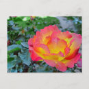 Zoek naar rode roos briefkaarten Rood