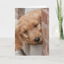 Zoek naar goldendoodle kaarten Dier
