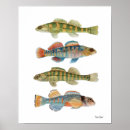 Zoek naar darters posters Vis