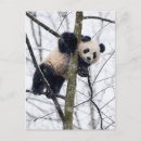 Zoek naar baby panda briefkaarten Reuzenpanda