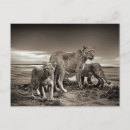 Zoek naar wilde dieren briefkaarten Fotografie