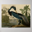 Zoek naar louisiana heron posters Vogel