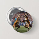 Zoek naar kangoeroes buttons Australisch