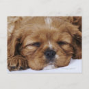 Zoek naar cavalier king charles spaniel briefkaarten Natuur