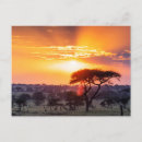 Zoek naar serengeti nationaal park briefkaarten Zonsondergang