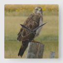 Zoek naar raptor klokken Wildfotografie