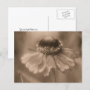 Zoek naar sepia bloemen briefkaarten Natuur