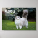 Zoek naar ragdoll cat kunst Huisdier
