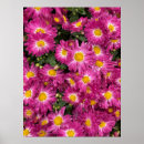 Zoek naar chrysanten posters Voor iedereen