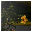 Zoek naar struik tegels Bloem