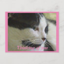 Zoek naar witte kat briefkaarten Elk persoon