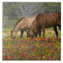 Zoek naar paarden tegels Rood