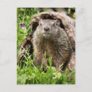 Zoek naar bosmarmot briefkaarten Natuur