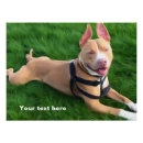 Zoek naar pit posters Voor iedereen