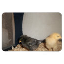 Zoek naar kippen magneten Vogel