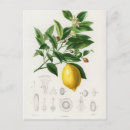 Zoek naar botanical illustration briefkaarten Botanisch