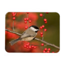 Zoek naar struiken kaarten Bessen