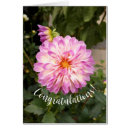 Zoek naar paarse dahlia kaarten Dahlias