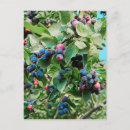 Zoek naar blauwe bessen posters Planten