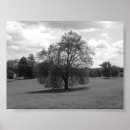 Zoek naar eenzame boom kunst Zwart