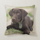 Zoek naar chocolade labrador kussens Schattig