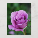 Zoek naar purple briefkaarten Planten