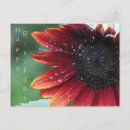 Zoek naar zonnebloem verjaardag briefkaarten Groet