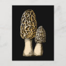 Zoek naar mushroom briefkaarten Morel