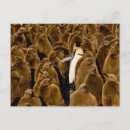 Zoek naar baby pinguïn briefkaarten Vogels