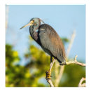 Zoek naar louisiana heron posters Kruid